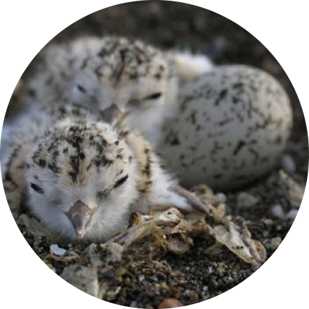 western snowy plover chicks