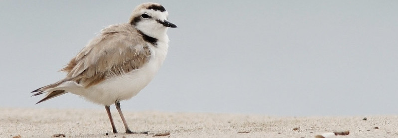 western snowy plover